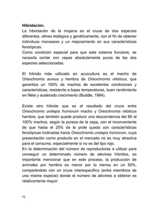 72
Hibridación.
La hibridación de la mojarra es el cruce de dos especies
diferentes, afines etológica y genéticamente, con el fin de obtener
individuos monosexo y un mejoramiento en sus características
fenotípicas.
Como condición especial para que este sistema funcione, se
necesita contar con cepas absolutamente puras de las dos
especies seleccionadas.
El híbrido más utilizado en acuicultura es el macho de
Oreochromis aureus y hembra de Oreochromis niloticus, que
garantiza un 100% de machos de excelentes condiciones y
características, resistente a bajas temperaturas, buen rendimiento
en filete y acelerado crecimiento (Buddle, 1984).
Existe otro híbrido que es el resultado del cruce entre
Oreochromis urolepis hornorum macho y Oreochromis niloticus
hembra, que también puede producir una descendencia del 80 al
100% machos, según la pureza de la cepa, con el inconveniente
de que hasta el 25% de la prole queda con características
fenotípicas inclinadas hacia Oreochromis urolepis hornorum, cuya
presentación como producto en el mercado no es muy atractiva
para el consumo, especialmente si no es del tipo rojo.
En la determinación del número de reproductores a utilizar para
conseguir un determinado número de alevines híbridos, es
importante mencionar que en este proceso, la producción de
animales por hembra es menor por lo menos en un 50%,
comparándolo con un cruce interespecífico (entre miembros de
una misma especie) donde el número de alevines a obtener es
relativamente mayor.
 