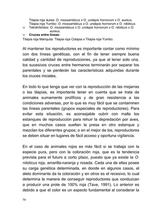 74
Tilapia roja áurea: O. mossambicus x O. urolepis hornorum x O. aureus.
Tilapia roja Yumbo: O. mossambicus x O. urolepis hornorum x O. niloticus.
v Tetrahíbridos: O. mossambicus x O. urolepis hornorum x O. niloticus x O.
aureus.
v Cruces entre líneas:
Tilapia roja Mariquita: Tilapia roja Colapia x Tilapia roja Yumbo.
Al mantener los reproductores es importante contar como mínimo
con dos líneas genéticas, con el fin de tener siempre buena
calidad y cantidad de reproducciones, ya que al tener solo una,
los sucesivos cruces entre hermanos terminarán por separar los
parentales y se perderán las características adquiridas durante
los cruces iniciales.
En todo lo que tenga que ver con la reproducción de las mojarras
o las tilapias, es importante tener en cuenta que se trata de
animales sumamente prolíficos y de gran resistencia a las
condiciones adversas, por lo que es muy fácil que se contaminen
las líneas parentales (grupos especiales de reproductores). Para
evitar esta situación, es aconsejable cubrir con malla los
estanques de reproducción para rehuir la depredación por aves,
que en muchos casos sueltan la presa en otro estanque y
mezclan los diferentes grupos; o en el mejor de los, reproductores
se deben situar en lugares de fácil acceso y oportuna vigilancia.
En el caso de animales rojos es más fácil si se trabaja con la
especie pura, pero con la coloración roja, que es la tendencia
prevista para el futuro a corto plazo, puesto que ya existe la O.
niloticus roja, amarilla-naranja y rosada. Cada una de ellas posee
su carga genética determinada, en donde en algunos casos, el
alelo dominante da la coloración y en otros es el recesivo, lo cual
determina la manera de conseguir reproductores que conduzcan
a producir una prole de 100% roja (Tave, 1991). Lo anterior es
debido a que el color es un aspecto fundamental al considerar la
 