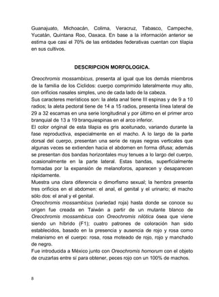 8
Guanajuato, Michoacán, Colima, Veracruz, Tabasco, Campeche,
Yucatán, Quintana Roo, Oaxaca. En base a la información anterior se
estima que casi el 70% de las entidades federativas cuentan con tilapia
en sus cultivos.
DESCRIPCION MORFOLOGICA.
Oreochromis mossambicus, presenta al igual que los demás miembros
de la familia de los Ciclidos: cuerpo comprimido lateralmente muy alto,
con orificios nasales simples, uno de cada lado de la cabeza.
Sus caracteres merísticos son: la aleta anal tiene III espinas y de 9 a 10
radios; la aleta pectoral tiene de 14 a 15 radios, presenta línea lateral de
29 a 32 escamas en una serie longitudinal y por último en el primer arco
branquial de 13 a 19 branquiespinas en el arco inferior.
El color original de esta tilapia es gris aceitunado, variando durante la
fase reproductiva, especialmente en el macho. A lo largo de la parte
dorsal del cuerpo, presentan una serie de rayas negras verticales que
algunas veces se extienden hacia el abdomen en forma difusa; además
se presentan dos bandas horizontales muy tenues a lo largo del cuerpo,
ocasionalmente en la parte lateral. Estas bandas, superficialmente
formadas por la expansión de melanoforos, aparecen y desaparecen
rápidamente.
Muestra una clara diferencia o dimorfismo sexual; la hembra presenta
tres orificios en el abdomen: el anal, el genital y el urinario; el macho
sólo dos: el anal y el genital.
Oreochromis mossambicus (variedad roja) hasta donde se conoce su
origen fue creada en Taiwán a partir de un mutante blanco de
Oreochromis mossambicus con Oreochromis nilótica ósea que viene
siendo un híbrido (F1); cuatro patrones de coloración han sido
establecidos, basado en la presencia y ausencia de rojo y rosa como
melanismo en el cuerpo: rosa, rosa moteado de rojo, rojo y manchado
de negro.
Fue introducida a México junto con Oreochromis hornorum con el objeto
de cruzarlas entre sí para obtener, peces rojo con un 100% de machos.
 