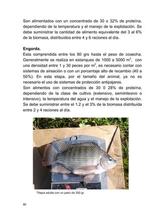 80
Son alimentados con un concentrado de 30 o 32% de proteína,
dependiendo de la temperatura y el manejo de la explotación. Se
debe suministrar la cantidad de alimento equivalente del 3 al 6%
de la biomasa, distribuidos entre 4 y 6 raciones al día.
Engorda.
Esta comprendida entre los 80 grs hasta el peso de cosecha.
Generalmente se realiza en estanques de 1000 a 5000 m2
, con
una densidad entre 1 y 30 peces por m2
, es necesario contar con
sistemas de aireación o con un porcentaje alto de recambio (40 a
50%). En esta etapa, por el tamaño del animal, ya no es
necesario el uso de sistemas de protección antipajaros.
Son alimentos con concentrados de 30 0 28% de proteína,
dependiendo de la clase de cultivo (extensivo, semiintesivo o
intensivo), la temperatura del agua y el manejo de la explotación.
Se debe suministrar entre el 1.2 y el 3% de la biomasa distribuida
entre 2 y 4 raciones al día.
Tilapia adulta con un peso de 350 gr.
 