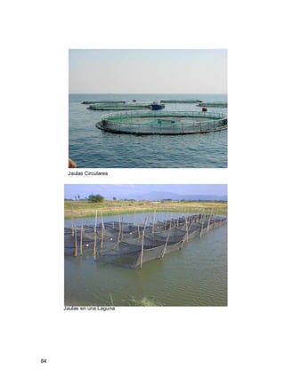84
Jaulas Circulares
Jaulas en una Laguna
 