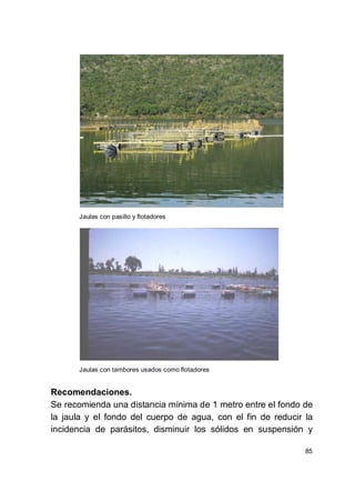 85
Jaulas con pasillo y flotadores
Jaulas con tambores usados como flotadores
Recomendaciones.
Se recomienda una distancia mínima de 1 metro entre el fondo de
la jaula y el fondo del cuerpo de agua, con el fin de reducir la
incidencia de parásitos, disminuir los sólidos en suspensión y
 