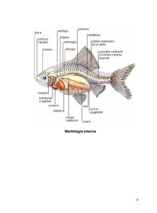 9
Morfología Interna
 