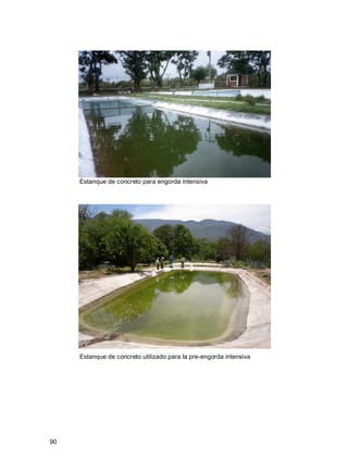 90
Estanque de concreto para engorda intensiva
Estanque de concreto utilizado para la pre-engorda intensiva
 