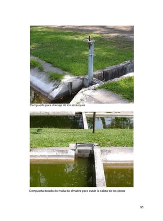 95
Compuerta para drenaje de los estanques
Compuerta dotada de malla de almabre para evitar la salida de los peces
 