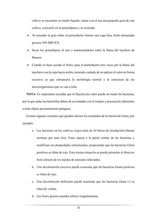 15
cultivo se encuentra en medio líquido, tomar con el asa una pequeña gota de este
cultivo, colocarlo en el portaobjetos y se extiende.
• Al extender la gota sobre el portaobjetos formar una capa fina, frotis demasiado
gruesos NO SIRVEN.
• Secar los portaobjetos al aire o manteniéndolos sobre la llama del mechero de
Bunsen.
• Cuando se haya secado el frotis, pase el portaobjetos tres veces por la llama del
mechero con la cepa hacia arriba, teniendo cuidado de no aplicar el calor en forma
excesiva ya que estropearía la morfología normal y la estructura de los
microorganismos que se van a teñir.
NOTA: Es importante recordar que la fijación por calor puede no matar las bacterias,
por lo que todas las laminillas deben de ser tratadas con el respeto y precaución inherentes
a todo objeto presuntamente patógeno.
Existen algunas variantes que pueden afectar los resultados de la tinción de Gram, por
ejemplo:
a. Las bacterias en los cultivos viejos (más de 24 Horas de incubación) liberan
enzimas por auto lisis. Estas atacan a la pared celular de las bacterias y
modifican sus propiedades estructurales, propiciando que las bacterias Gram
positivas se tiñan de rojo. Esta misma situación se puede presentar al observar
frotis directo de los tejidos de animales infectados.
b. Una decoloración excesiva puede ocasionar que las bacterias Gram positivas
se tiñan de rojo.
c. Una decoloración deficiente puede ocasionar que las bacterias Gram (-) se
tiñan de violeta.
d. Los frotis gruesos pueden teñirse irregularmente.
 
