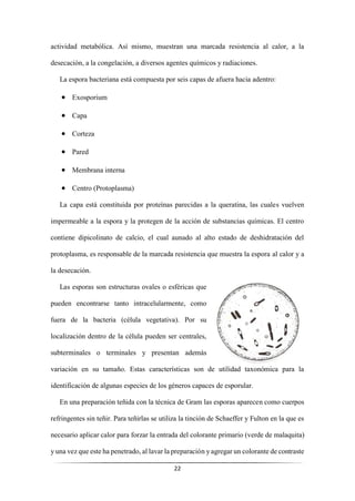 22
actividad metabólica. Así mismo, muestran una marcada resistencia al calor, a la
desecación, a la congelación, a diversos agentes químicos y radiaciones.
La espora bacteriana está compuesta por seis capas de afuera hacia adentro:
• Exosporium
• Capa
• Corteza
• Pared
• Membrana interna
• Centro (Protoplasma)
La capa está constituida por proteínas parecidas a la queratina, las cuales vuelven
impermeable a la espora y la protegen de la acción de substancias químicas. El centro
contiene dipicolinato de calcio, el cual aunado al alto estado de deshidratación del
protoplasma, es responsable de la marcada resistencia que muestra la espora al calor y a
la desecación.
Las esporas son estructuras ovales o esféricas que
pueden encontrarse tanto intracelularmente, como
fuera de la bacteria (célula vegetativa). Por su
localización dentro de la célula pueden ser centrales,
subterminales o terminales y presentan además
variación en su tamaño. Estas características son de utilidad taxonómica para la
identificación de algunas especies de los géneros capaces de esporular.
En una preparación teñida con la técnica de Gram las esporas aparecen como cuerpos
refringentes sin teñir. Para teñirlas se utiliza la tinción de Schaeffer y Fulton en la que es
necesario aplicar calor para forzar la entrada del colorante primario (verde de malaquita)
y una vez que este ha penetrado, al lavar la preparación yagregar un colorante de contraste
 