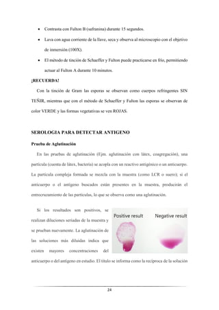 24
• Contrasta con Fulton B (safranina) durante 15 segundos.
• Lava con agua corriente de la llave, seca y observa al microscopio con el objetivo
de inmersión (100X).
• El método de tinción de Schaeffer y Fulton puede practicarse en frío, permitiendo
actuar al Fulton A durante 10 minutos.
¡RECUERDA!
Con la tinción de Gram las esporas se observan como cuerpos refringentes SIN
TEÑIR, mientras que con el método de Schaeffer y Fulton las esporas se observan de
color VERDE y las formas vegetativas se ven ROJAS.
SEROLOGIA PARA DETECTAR ANTIGENO
Prueba de Aglutinación
En las pruebas de aglutinación (Ejm. aglutinación con látex, coagregación), una
partícula (cuenta de látex, bacteria) se acopla con un reactivo antigénico o un anticuerpo.
La partícula compleja formada se mezcla con la muestra (como LCR o suero); si el
anticuerpo o el antígeno buscados están presentes en la muestra, producirán el
entrecruzamiento de las partículas, lo que se observa como una aglutinación.
Si los resultados son positivos, se
realizan diluciones seriadas de la muestra y
se prueban nuevamente. La aglutinación de
las soluciones más diluidas indica que
existen mayores concentraciones del
anticuerpo o del antígeno en estudio. El título se informa como la recíproca de la solución
 