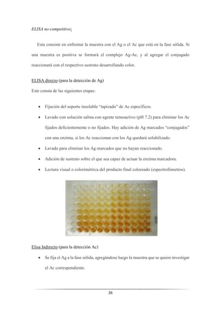 26
ELISA no competitivo:
Esta consiste en enfrentar la muestra con el Ag o el Ac que está en la fase sólida. Si
una muestra es positiva se formará el complejo Ag-Ac, y al agregar el conjugado
reaccionará con el respectivo sustrato desarrollando color.
ELISA directo (para la detección de Ag)
Este consta de las siguientes etapas:
• Fijación del soporte insoluble “tapizado” de Ac específicos.
• Lavado con solución salina con agente tensoactivo (pH 7.2) para eliminar los Ac
fijados deficientemente o no fijados. Hay adición de Ag marcados “conjugados”
con una enzima, si los Ac reaccionan con los Ag quedará solubilizado.
• Lavado para eliminar los Ag marcados que no hayan reaccionado.
• Adición de sustrato sobre el que sea capaz de actuar la enzima marcadora.
• Lectura visual o colorimétrica del producto final coloreado (espectrofómetros).
Elisa Indirecto (para la detección Ac)
• Se fija el Ag a la fase sólida, agregándose luego la muestra que se quiere investigar
el Ac correspondiente.
 