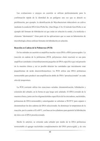 30
Las evaluaciones o ensayos en cuestión se utilizan preferentemente para la
confirmación rápida de la identidad de un patógeno una vez que se detectó su
proliferación, por ejemplo, la identificación de Mycobacterium tuberculosis en cultivo
mediante la sonda de DNA Gen-Probe Inc. (San Diego, CA). El método Gen-Probe es un
ejemplo del formato de hibridación en que están en solución la sonda y la molécula o
elemento “destinatario”. Gran parte de las aplicaciones que se usan en laboratorios de
microbiología clínica utilizan formatos de hibridación en solución.
Reacción en Cadena de la Polimerasa (PCR)
En los métodos en cuestión se amplifica muchas veces DNA o RNA preescogidos. La
reacción en cadena de la polimerasa (PCR, polymerase chain reaction) se usa para
amplificar cantidades extraordinariamente pequeñas de DNA específico que está presente
en la muestra clínica y así es posible detectar las cantidades que inicialmente eran
pequeñísimas de ácido desoxirribonucleico. La PCR utiliza una DNA polimerasa
termoestable para producir una amplificación doble de DNA “preseleccionado” en cada
sitio de temperatura.
La PCR corriente utiliza tres reacciones seriadas: desnaturalización, hibridación y
extensión del cebador, en la forma en que luego será señalado. El DNA extraído de la
muestra clínica, junto con los oligonucleótidos específicos de los iniciadores, nucleótidos,
polimerasa de DNA termostable y amortiguador se calientan a 90-95°C para separar o
desnaturalizar las dos cadenas de DNA seleccionado. Se disminuye la temperatura de la
reacción, por lo común a 45 a 60°C, con base en los cebadores para permitir la hibridación
de éstos con el DNA preseleccionado.
Hecho lo anterior, se extiende cada cebador por medio de la DNA polimerasa
termoestable al agregar nucleótidos complementarios del DNA preescogido, y de esta
 