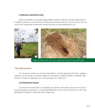 c) Abertura manual de covas
Pode ser realizada com enxadão (Figura 58) ou cavadeira, embora o uso de enxadão apresente melhor rendimento. As covas devem ter dimensões mínimas de 40 cm x 40 cm x 40 cm, mas em
caso de solo compactado as dimensões mínimas devem ser aumentadas para 50 cm.

A

B

Figura 58: Abertura de covas com enxadão (A) e aspecto da cova aberta (B).

• 8.6. Coroamento •
O coroamento consiste na remoção (manual) ou controle (químico) de toda e qualquer
vegetação em um raio de no mínimo cinquenta centímetros ao redor da muda ou indivíduo regenerante, evitando a competição com o mato por água, luz e nutrientes.
a) Coroamento manual
O coroamento manual deve ser realizado com enxada, removendo o mato em um raio mínimo de cinquenta centímetros e a uma profundidade de cerca de cinco centímetros no solo, a fim
de dificultar e diminuir a rebrota do mato. (Figura 59).

101 •

 