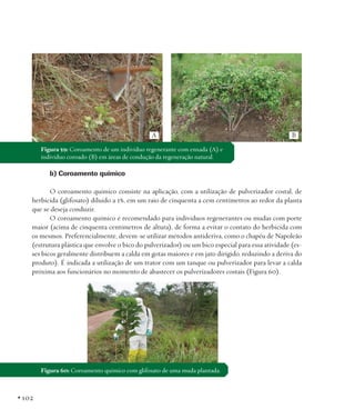 A

B

Figura 59: Coroamento de um indivíduo regenerante com enxada (A) e
indivíduo coroado (B) em áreas de condução da regeneração natural.

b) Coroamento químico
O coroamento químico consiste na aplicação, com a utilização de pulverizador costal, de
herbicida (glifosato) diluído a 1%, em um raio de cinquenta a cem centímetros ao redor da planta
que se deseja conduzir.
O coroamento químico é recomendado para indivíduos regenerantes ou mudas com porte
maior (acima de cinquenta centímetros de altura), de forma a evitar o contato do herbicida com
os mesmos. Preferencialmente, devem-se utilizar métodos antideriva, como o chapéu de Napoleão
(estrutura plástica que envolve o bico do pulverizador) ou um bico especial para essa atividade (esses bicos geralmente distribuem a calda em gotas maiores e em jato dirigido, reduzindo a deriva do
produto). É indicada a utilização de um trator com um tanque ou pulverizador para levar a calda
próxima aos funcionários no momento de abastecer os pulverizadores costais (Figura 60).

Figura 60: Coroamento químico com glifosato de uma muda plantada.

• 102

 