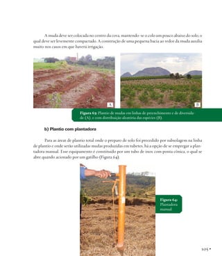 A muda deve ser colocada no centro da cova, mantendo-se o colo um pouco abaixo do solo, o
qual deve ser levemente compactado. A construção de uma pequena bacia ao redor da muda auxilia
muito nos casos em que haverá irrigação.

A

B

Figura 63: Plantio de mudas em linhas de preenchimento e de diversidade (A), e com distribuição aleatória das espécies (B).

b) Plantio com plantadora
Para as áreas de plantio total onde o preparo de solo foi precedido por subsolagem na linha
de plantio e onde serão utilizadas mudas produzidas em tubetes, há a opção de se empregar a plantadora manual. Esse equipamento é constituído por um tubo de inox com ponta cônica, o qual se
abre quando acionado por um gatilho (Figura 64).

Figura 64:
Plantadora
manual.

105 •

 