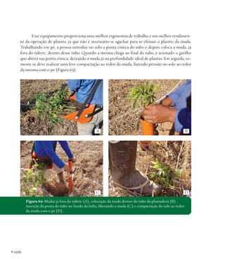 Esse equipamento proporciona uma melhor ergonomia de trabalho e um melhor rendimento da operação de plantio, já que não é necessário se agachar para se efetuar o plantio da muda.
Trabalhando em pé, a pessoa introduz no solo a ponta cônica do tubo e depois coloca a muda, já
fora do tubete, dentro desse tubo. Quando a mesma chega ao final do tubo, é acionado o gatilho
que abrirá sua ponta cônica, deixando a muda já na profundidade ideal de plantio. Em seguida, somente se deve realizar uma leve compactação ao redor da muda, fazendo pressão no solo ao redor
da mesma com o pé (Figura 65).

A

B

C

D

Figura 65: Mudas já fora do tubete (A), colocação da muda dentro do tubo da plantadora (B),
inserção da ponta do tubo no fundo da linha, liberando a muda (C) e compactação do solo ao redor
da muda com o pé (D).

• 106

 