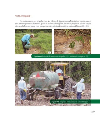 • 8.10. Irrigação •
As mudas devem ser irrigadas com 4 a 5 litros de água por cova logo após o plantio, caso o
solo não esteja úmido. Para isso, pode-se utilizar um regador, em áreas pequenas, ou um tanque
pipa acoplado a um trator, com mangueiras para a irrigação em áreas maiores (Figuras 66 e 67).

A

B

Figura 66: Irrigação de muda com irrigador (A) e muda após a irrigação (B).

Figura 67: Irrigação das mudas com caminhão pipa.

107 •

 