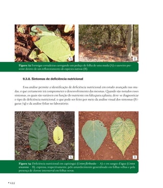 A

B

Figura 73: Formigas cortadeiras carregando um pedaço de folha de uma muda (A) e sauveiro presente dentro de um reflorestamento de espécies nativas (B).

9.3.8. Sintomas de deficiência nutricional
Essa análise permite a identificação de deficiência nutricional em estado avançado nas mudas, o que certamente irá comprometer o desenvolvimento das mesmas. Quando são notados esses
sintomas, os quais são variáveis em função do nutriente em falta para a planta, deve-se diagnosticar
o tipo de deficiência nutricional, o que pode ser feito por meio da análise visual dos sintomas (Figuras 74) e da análise foliar no laboratório.

A

B

Figura 74: Deficiência nutricional em capixingui (Croton floribundus – A) e em sangra-d’água (Croton
urucurana – B), expressa, respectivamente, pelo amarelecimento generalizado em folhas velhas e pela
presença de clorose internerval em folhas novas.

• 122

 