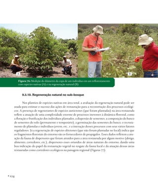 A

B

Figura 76: Medição do diâmetro da copa de um indivíduo em um reflorestamento
com espécies nativas (A) e na regeneração natural (B).

9.3.10. Regeneração natural no sub-bosque
Nos plantios de espécies nativas em área total, a avaliação da regeneração natural pode ser
usada para estimar o sucesso das ações de restauração para a reconstrução dos processos ecológicos. A presença de regenerantes de espécies autóctones (que foram plantadas) na área restaurada
reflete a atuação de uma complexidade enorme de processos inerentes à dinâmica florestal, como
a floração e frutificação dos indivíduos plantados, a dispersão de sementes, a composição do banco
de sementes do solo (permanente e temporário), a germinação das sementes do banco, o recrutamento de plântulas e indivíduos jovens, etc., e a interação desses processos com seus vários fatores
reguladores. Já a regeneração de espécies alóctones (que não foram plantadas no local) indica que
os fragmentos florestais do entorno são os fornecedores de propágulos. Esses dados refletem a atuação da fauna de dispersores que foram atraídos para a área restaurada por algum motivo (abrigo,
alimento, corredores, etc.), dispersores esses oriundos de áreas naturais do entorno, dando uma
boa indicação do papel da restauração vegetal no resgate da fauna local e da atuação dessas áreas
restauradas como corredores ecológicos na paisagem regional (Figuras 77).

• 124

 