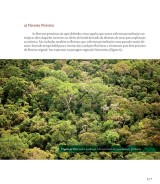 a) Floresta Primária
As florestas primárias são aqui definidas como aquelas que nunca sofreram perturbações antrópicas além daquelas inerentes ao efeito de borda derivado da abertura de áreas para exploração
econômica. São incluídas também as florestas que sofreram perturbações num passado muito distante, havendo tempo hábil para o retorno das condições florísticas e estruturais para bem próximo
da floresta original. Sua expressão na paisagem regional é baixíssima (Figura 5).

Figura 5: Vista aérea do dossel e da estrutura de uma floresta primária.

27 •

 