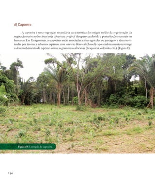 d) Capoeira
A capoeira é uma vegetação secundária característica do estágio médio da regeneração da
vegetação nativa sobre áreas cuja cobertura original desapareceu devido a perturbações naturais ou
humanas. Em Paragominas, as capoeiras estão associadas a áreas agrícolas ou pastagens e são constituídas por árvores e arbustos esparsos, com um teto florestal (dossel) cujo sombreamento restringe
o desenvolvimento de espécies como as gramíneas africanas (braquiária, colonião, etc.) (Figura 8).

Figura 8: Exemplo de capoeira.

• 30

 