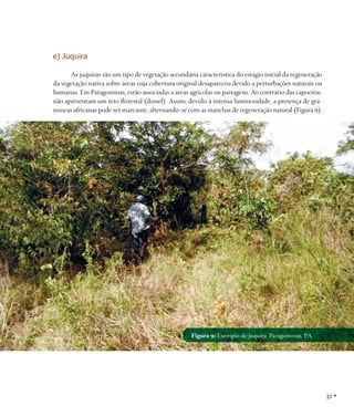 e) Juquira
As juquiras são um tipo de vegetação secundária característica do estágio inicial da regeneração
da vegetação nativa sobre áreas cuja cobertura original desapareceu devido a perturbações naturais ou
humanas. Em Paragominas, estão associadas a áreas agrícolas ou pastagens. Ao contrário das capoeiras,
não apresentam um teto florestal (dossel). Assim, devido à intensa luminosidade, a presença de gramíneas africanas pode ser marcante, alternando-se com as manchas de regeneração natural (Figura 9).

Figura 9: Exemplo de juquira. Paragominas, PA.

31 •

 