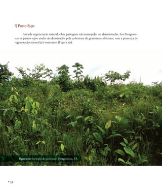f) Pasto Sujo
Área de regeneração natural sobre pastagens não manejadas ou abandonadas. Em Paragominas os pastos sujos ainda são dominados pela cobertura de gramíneas africanas, mas a presença de
regeneração natural já é marcante (Figura 10).

Figura 10: Exemplo de pasto sujo. Paragominas, PA.

• 32

 
