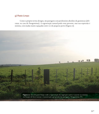 g) Pasto Limpo
Como o próprio termo designa, são pastagens com predomínio absoluto de gramíneas (africanas, no caso de Paragominas). A regeneração natural pode estar presente, mas sua expressão é
mínima, com mudas muito espaçadas entre si e de pequeno porte (Figura 11).

Figura 11: Área de pasto limpo onde a regeneração da vegetação nativa é ausente ou mínima
em função do bom manejo e manutenção apropriada das pastagens. Paragominas, PA.

33 •

 