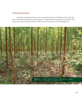 i) Florestas Plantadas
As florestas plantadas para fins comerciais também podem ser chamadas como “áreas agrícolas tecnificadas ocupadas com culturas perenes”. Em geral, a cultura presente é monocultivo, com
apenas uma espécie (Eucalipto, Paricá, Tachi-branco, etc.) para uso comercial (Figura 13).

Figura 13: Exemplo de uma área de floresta plantada de Eucalipto
para uso comercial na região de Paragominas, PA.

35 •

 