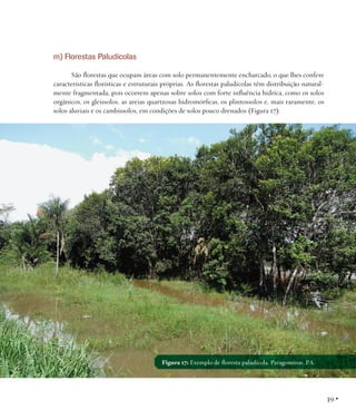 m) Florestas Paludícolas
São florestas que ocupam áreas com solo permanentemente encharcado, o que lhes confere
características florísticas e estruturais próprias. As florestas paludícolas têm distribuição naturalmente fragmentada, pois ocorrem apenas sobre solos com forte influência hídrica, como os solos
orgânicos, os gleissolos, as areias quartzosas hidromórficas, os plintossolos e, mais raramente, os
solos aluviais e os cambissolos, em condições de solos pouco drenados (Figura 17).

Figura 17: Exemplo de floresta paludícola. Paragominas, PA.

39 •

 