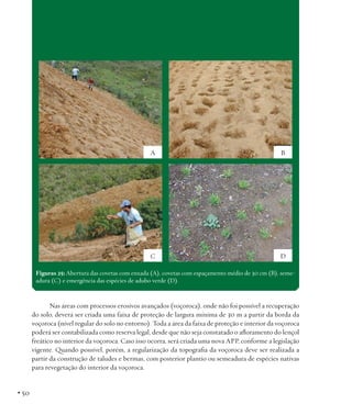 A

B

C

D

Figuras 25: Abertura das covetas com enxada (A), covetas com espaçamento médio de 30 cm (B), semeadura (C) e emergência das espécies de adubo verde (D).

Nas áreas com processos erosivos avançados (voçoroca), onde não foi possível a recuperação
do solo, deverá ser criada uma faixa de proteção de largura mínima de 30 m a partir da borda da
voçoroca (nível regular do solo no entorno). Toda a área da faixa de proteção e interior da voçoroca
poderá ser contabilizada como reserva legal, desde que não seja constatado o afloramento do lençol
freático no interior da voçoroca. Caso isso ocorra, será criada uma nova APP, conforme a legislação
vigente. Quando possível, porém, a regularização da topografia da voçoroca deve ser realizada a
partir da construção de taludes e bermas, com posterior plantio ou semeadura de espécies nativas
para revegetação do interior da voçoroca.

• 50

 