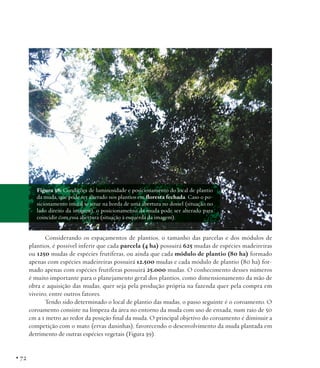 Figura 38: Condições de luminosidade e posicionamento do local de plantio
da muda, que pode ser alterado nos plantios em floresta fechada. Caso o posicionamento inicial se situe na borda de uma abertura no dossel (situação no
lado direito da imagem), o posicionamento da muda pode ser alterado para
coincidir com essa abertura (situação à esquerda da imagem).

Considerando os espaçamentos de plantios, o tamanho das parcelas e dos módulos de
plantios, é possível inferir que cada parcela (4 ha) possuirá 625 mudas de espécies madeireiras
ou 1250 mudas de espécies frutíferas, ou ainda que cada módulo de plantio (80 ha) formado
apenas com espécies madeireiras possuirá 12.500 mudas e cada módulo de plantio (80 ha) formado apenas com espécies frutíferas possuirá 25.000 mudas. O conhecimento desses números
é muito importante para o planejamento geral dos plantios, como dimensionamento da mão de
obra e aquisição das mudas, quer seja pela produção própria na fazenda quer pela compra em
viveiro, entre outros fatores.
Tendo sido determinado o local de plantio das mudas, o passo seguinte é o coroamento. O
coroamento consiste na limpeza da área no entorno da muda com uso de enxada, num raio de 50
cm a 1 metro ao redor da posição final da muda. O principal objetivo do coroamento é diminuir a
competição com o mato (ervas daninhas), favorecendo o desenvolvimento da muda plantada em
detrimento de outras espécies vegetais (Figura 39).

• 72

 