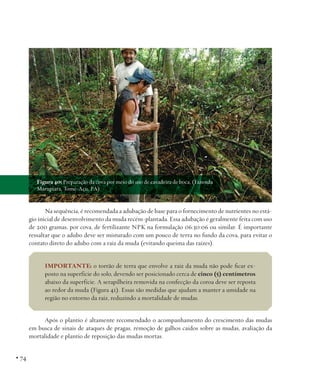 Figura 40: Preparação da cova por meio do uso de cavadeira de boca, (Fazenda
Marupiara, Tomé-Açu, PA).

Na sequência, é recomendada a adubação de base para o fornecimento de nutrientes no estágio inicial de desenvolvimento da muda recém-plantada. Essa adubação é geralmente feita com uso
de 200 gramas, por cova, de fertilizante NPK na formulação 06:30:06 ou similar. É importante
ressaltar que o adubo deve ser misturado com um pouco de terra no fundo da cova, para evitar o
contato direto do adubo com a raiz da muda (evitando queima das raízes).
IMPORTANTE: o torrão de terra que envolve a raiz da muda não pode ficar exposto na superfície do solo, devendo ser posicionado cerca de cinco (5) centímetros
abaixo da superfície. A serapilheira removida na confecção da coroa deve ser reposta
ao redor da muda (Figura 41). Essas são medidas que ajudam a manter a umidade na
região no entorno da raiz, reduzindo a mortalidade de mudas.
Após o plantio é altamente recomendado o acompanhamento do crescimento das mudas
em busca de sinais de ataques de pragas, remoção de galhos caídos sobre as mudas, avaliação da
mortalidade e plantio de reposição das mudas mortas.

• 74

 