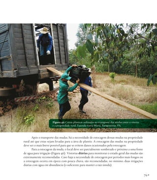 Figura 45: Caixas plásticas utilizadas no transporte das mudas entre o viveiro
e a propriedade rural. Fazenda Santa Maria, Paragominas, PA.

Após o transporte das mudas, há a necessidade de estocagem dessas mudas na propriedade
rural até que estas sejam levadas para a área de plantio. A estocagem das mudas na propriedade
deve ser o mais breve possível para que se evitem danos ocasionados pela estocagem.
Para a estocagem da muda, o local deve ser parcialmente sombreado e próximo a uma fonte
de água para irrigação (Figura 46). Vistorias diárias para monitorar o estado geral das mudas são
extremamente recomendadas. Caso haja a necessidade de estocagem por períodos mais longos ou
a estocagem ocorra em época com pouca chuva, são recomendadas, no mínimo, duas irrigações
diárias com água em abundância (o suficiente para manter a raiz úmida).

79 •

 