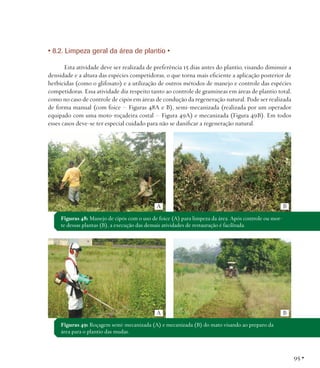 • 8.2. Limpeza geral da área de plantio •
Esta atividade deve ser realizada de preferência 15 dias antes do plantio, visando diminuir a
densidade e a altura das espécies competidoras, o que torna mais eficiente a aplicação posterior de
herbicidas (como o glifosato) e a utilização de outros métodos de manejo e controle das espécies
competidoras. Essa atividade diz respeito tanto ao controle de gramíneas em áreas de plantio total,
como no caso de controle de cipós em áreas de condução da regeneração natural. Pode ser realizada
de forma manual (com foice – Figuras 48A e B), semi-mecanizada (realizada por um operador
equipado com uma moto-roçadeira costal – Figura 49A) e mecanizada (Figura 49B). Em todos
esses casos deve-se ter especial cuidado para não se danificar a regeneração natural.

A

B

Figuras 48: Manejo de cipós com o uso de foice (A) para limpeza da área. Após controle ou morte dessas plantas (B), a execução das demais atividades de restauração é facilitada.

A

B

Figuras 49: Roçagem semi-mecanizada (A) e mecanizada (B) do mato visando ao preparo da
área para o plantio das mudas.

95 •

 