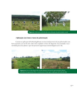 Figura 51: Aplicação de herbicida com utilização de pulverizador costal.

- Aplicação com trator e barra de pulverização
Consiste na aplicação do herbicida glifosate em área total por meio de um pulverizador com
barra ajustada a 40 cm do solo, onde estão acoplados os bicos de dispersão. Esta atividade é recomendada para áreas planas e que não possuem regeneração natural (Figuras 52A e B).

A

B

Figura 52: Área 15 dias depois de roçada (limpeza mecânica) apresentando rebrota
abundante de gramíneas (A), e a mesma área 15 dias após a aplicação de herbicida (B).

97 •

 