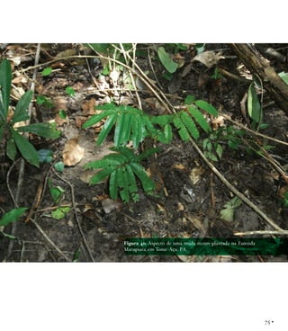 Manual de restauração florestal