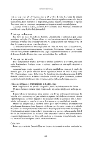 3 6 2
SOERENSEN & BADINI MARULLI
com as espécies D. dermatonomus e D. pedis. É uma bactéria da ordem
Actinomycetales caracterizada por filamentos ramificados septados transversal e longi-
tudinalmente. Estes filamentos se fragmentam, quando maduros, deixando sair os esporos
flagelados, moveis, chamados zoosporas constituindo-se em elemento infectante.
A doença ocorre na África, Austrália, Nova Zelândia e nas Américas, podendo ser
considerada como de distribuição mundial.
A doença no homem
São raros os casos referidos no homem. Clinicamente se caracteriza por lesões
pustulosas múltiplas (2 a 25) nas mãos e no antebraço constituídas de exudato branco
amarelado deixando uma cavidade vermelha. As lesões evoluem num período de 3 a 14
dias, deixando uma escara vermelho-púrpura.
As principais referências da doença foram em 1961, em Nova York, Estados Unidos,
constatando-se em quatro pessoas que contraíram a doença após entrarem em contato
com um cervo portador de Dermatofilose. Logo a seguir num estudante da Universidade
de Kansas, Estados Unidos, três casos na Austrália e dois no Brasil.
A doença nos animais
Pode comprometer diversas espécies de animais domésticos e silvestres, mas com
maior freqüência os bovinos, ovinos e eqüinos especialmente nas regiões tropicais e
subtropicais.
A doença leva a perdas econômicas por afetar a qualidade do couro, da lã e peles de
maneira geral. Em países africanos foram registrados perdas em 16% (Kênia) e até
90% (Tanzânia) dos couros de bovinos. Na Inglaterra foi estimada uma perda de 20%
do valor comercial da lã. A doença também foi relatada em gatos domésticos, com um
comprometimento dos tecidos mais profundos, como na língua, bexiga e gânglios.
Fonte de infecção, transmissão e diagnóstico
O D. congolensis é um parasita obrigatório, sendo isolado somente das lesões.
Os casos humanos sempre foram relacionados ao contato direto com lesões de ani-
mais.
É possível que a transmissão entre animais seja devida ao transporte mecânico do
material infeccioso (zoosporas) por meio de artrópodes, incluindo-se carrapatos, moscas
e pernilongos que são mais freqüentes nas estações úmidas e quentes do ano. A trans-
missão pode acontecer também por meio de tesouras na oportunidade da tosquia.
Quanto ao diagnóstico, a suspeita clínica pode ser confirmada em laboratório
pela observação microscópica do agente etiológico em esfregaços corados pelo método
de Giemsa ou ainda pela imunofluorescência de esfregaços ou de cortes histológicos.
O isolamento do agente pode-se fazer no meio de ágar sangue, embora resulte difícil
devido às contaminações do material como exudatos e crostas. Os levantamentos
epidemiológicos podem ser feitos utilizando-se as provas de hemaglutinação passi-
va, imunodifusão em ágar e contra imunoeletroforese.
Controle
Para a prevenção da Dermatofilose no homem, recomenda-se evitar manipular le-
 