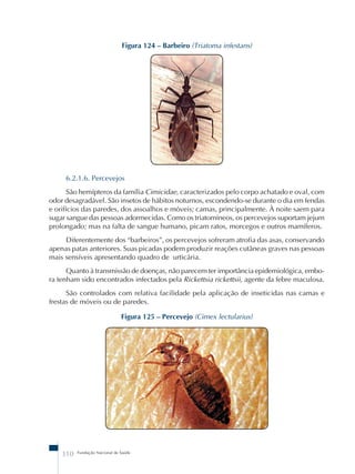 Figura 124 – Barbeiro (Triatoma infestans) 
6.2.1.6. Percevejos 
São hemípteros da família Cimicidae, caracterizados pelo corpo achatado e oval, com 
odor desagradável. São insetos de hábitos noturnos, escondendo-se durante o dia em fendas 
e orifícios das paredes, dos assoalhos e móveis; camas, principalmente. À noite saem para 
sugar sangue das pessoas adormecidas. Como os triatomíneos, os percevejos suportam jejum 
prolongado; mas na falta de sangue humano, picam ratos, morcegos e outros mamíferos. 
Diferentemente dos “barbeiros”, os percevejos sofreram atrofia das asas, conservando 
apenas patas anteriores. Suas picadas podem produzir reações cutâneas graves nas pessoas 
mais sensíveis apresentando quadro de urticária. 
Quanto à transmissão de doenças, não parecem ter importância epidemiológica, embo-ra 
tenham sido encontrados infectados pela Rickettsia rickettsii, agente da febre maculosa. 
São controlados com relativa facilidade pela aplicação de inseticidas nas camas e 
frestas de móveis ou de paredes. 
Figura 125 – Percevejo (Cimex lectularius) 
310 Fundação Nacional de Saúde 
 