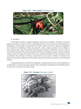 Figura 128 – “Viúva Negra” (Latrodectus sp) 
• sarcoptas 
O Sarcoptes scabiei é o agente etiológico da sarna ou escabiose. As fêmeas vivem em 
galerias ou túneis cavados na pele, onde depositam os ovos. São parasitas permanentes e 
obrigatórios, localizando-se de preferência onde a pele é mais fina: espaços interdigitais, 
face anterior do antebraço, dobra do cotovelo, axilas, órgãos genitais, seios, nádegas e 
faces internas das coxas. Em grandes infecções pode atingir o corpo todo, exceto o rosto. A 
transmissão da sarna dá-se pela passagem da fêmea fecundada, seja por contato corporal, 
seja por meio de roupas do corpo ou da cama, preferencialmente à noite, quando é maior 
a atividade dos parasitas A doença caracteriza-se por coceiras intensas. É tratada com 
loções ou pomada compostas de elementos capazes de destruir o parasita, sob orientação 
médica. 
O importante para o controle do artrópodo é a higiene pessoal. Em casos de epidemia, 
a roupa deve ser lavada em água quente. Para orientações terapêuticas do indivíduo deve-se 
procurar os serviços locais de saúde. 
Figura 129 – Sarcopta (Sarcoptes scabiei) 
Manual de Saneamento – pag. 313 
 