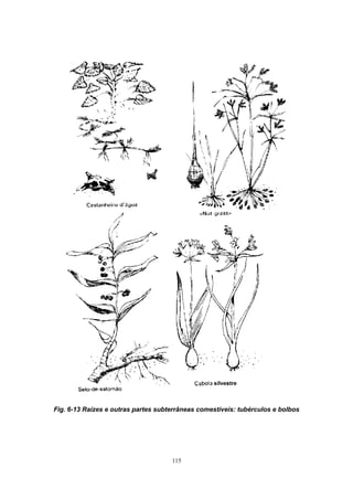 Fig. 6-13 Raízes e outras partes subterrâneas comestíveis: tubérculos e bolbos




                                     115
 