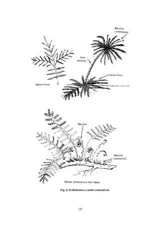 Fig. 6-14 Rebentos e caules comestíveis




              120
 