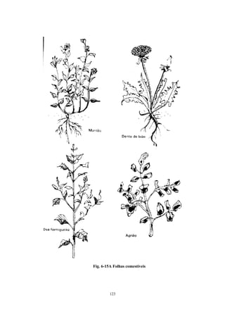 Fig. 6-15A Folhas comestíveis




         123
 