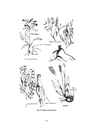Fig. 9-7 Raízes comestíveis




           185
 
