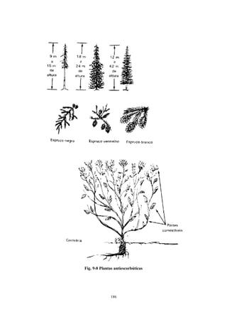Fig. 9-8 Plantas antiescorbúticas




              186
 