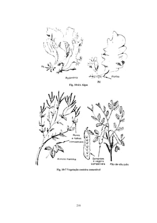 Pé
           Fig. 10-6A Algas




Fig. 10-7 Vegetação costeira comestível




                 210
 