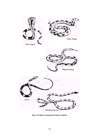 Fig. I-3 Cobras venenosas do Sueste Asiático




                    235
 