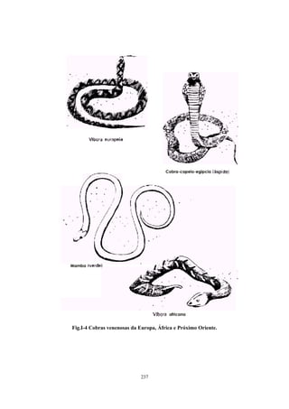 Fig.I-4 Cobras venenosas da Europa, África e Próximo Oriente.




                            237
 