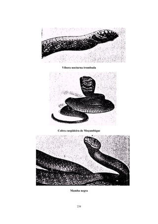 Víbora nocturna trombuda




Cobra cuspideira de Moçambique




        Mamba negra




             238
 