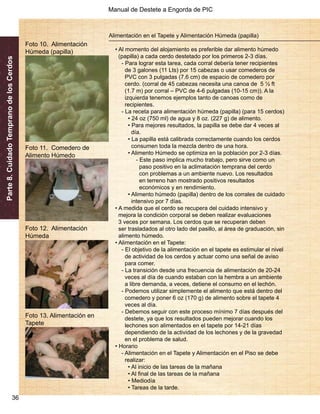 Manual de Destete a Engorda de PIC 
Parte 8. Cuidado Temprano de los Cerdos 
36 
Alimentación en el Tapete y Alimentación Húmeda (papilla) 
• Al momento del alojamiento es preferible dar alimento húmedo 
(papilla) a cada cerdo destetado por los primeros 2-3 días. 
- Para lograr esta tarea, cada corral debería tener recipientes 
de 3 galones (11 Lts) por 15 cabezas o usar comederos de 
PVC con 3 pulgadas (7.6 cm) de espacio de comedero por 
cerdo. (corral de 45 cabezas necesita una canoa de 5 ½ ft 
(1.7 m) por corral – PVC de 4-6 pulgadas (10-15 cm)). A la 
izquierda tenemos ejemplos tanto de canoas como de 
recipientes. 
- La receta para alimentación húmeda (papilla) (para 15 cerdos) 
• 24 oz (750 ml) de agua y 8 oz. (227 g) de alimento. 
• Para mejores resultados, la papilla se debe dar 4 veces al 
día. 
• La papilla está calibrada correctamente cuando los cerdos 
consumen toda la mezcla dentro de una hora. 
• Alimento Húmedo se optimiza en la población por 2-3 días. 
- Este paso implica mucho trabajo, pero sirve como un 
paso positivo en la aclimatación temprana del cerdo 
con problemas a un ambiente nuevo. Los resultados 
en terreno han mostrado positivos resultados 
económicos y en rendimiento. 
• Alimento húmedo (papilla) dentro de los corrales de cuidado 
intensivo por 7 días. 
• A medida que el cerdo se recupera del cuidado intensivo y 
mejora la condición corporal se deben realizar evaluaciones 
3 veces por semana. Los cerdos que se recuperan deben 
ser trasladados al otro lado del pasillo, al área de graduación, sin 
alimento húmedo. 
• Alimentación en el Tapete: 
- El objetivo de la alimentación en el tapete es estimular el nivel 
de actividad de los cerdos y actuar como una señal de aviso 
para comer. 
- La transición desde una frecuencia de alimentación de 20-24 
veces al día de cuando estaban con la hembra a un ambiente 
a libre demanda, a veces, detiene el consumo en el lechón. 
- Podemos utilizar simplemente el alimento que está dentro del 
comedero y poner 6 oz (170 g) de alimento sobre el tapete 4 
veces al día. 
- Debemos seguir con este proceso mínimo 7 días después del 
destete, ya que los resultados pueden mejorar cuando los 
lechones son alimentados en el tapete por 14-21 días 
dependiendo de la actividad de los lechones y de la gravedad 
en el problema de salud. 
• Horario 
- Alimentación en el Tapete y Alimentación en el Piso se debe 
realizar: 
• Al inicio de las tareas de la mañana 
• Al final de las tareas de la mañana 
• Mediodía 
• Tareas de la tarde. 
Foto 10. Alimentación 
Húmeda (papilla) 
Foto 11. Comedero de 
Alimento Húmedo 
Foto 12. Alimentación 
Húmeda 
Foto 13. Alimentación en 
Tapete 
 