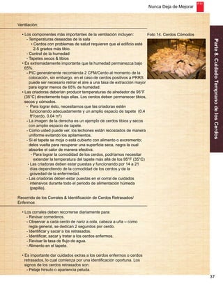 Nunca Deja de Mejorar 
Parte 8. Cuidado Temprano de los Cerdos 
37 
Ventilación: 
• Los componentes más importantes de la ventilación incluyen: 
- Temperaturas deseadas de la sala 
• Cerdos con problemas de salud requieren que el edificio esté 
2-5 grados más tibio. 
- Control de la humedad 
- Tapetes secos & tibios 
• Es extremadamente importante que la humedad permanezca bajo 
65%. 
- PIC generalmente recomienda 2 CFM/Cerdo al momento de la 
colocación, sin embargo, en el caso de cerdos positivos a PRRS 
puede ser necesario retirar el aire a una tasa de extracción mayor 
para lograr menos de 65% de humedad. 
• Las criadoras deberían producir temperaturas de alrededor de 95°F 
(35°C) directamente bajo ellas. Los cerdos deben permanecer tibios, 
secos y cómodos. 
- Para lograr ésto, necesitamos que las criadoras estén 
funcionando adecuadamente y un amplio espacio de tapete (0.4 
ft2/cerdo, 0.04 m2) 
- La imagen de la derecha es un ejemplo de cerdos tibios y secos 
con amplio espacio de tapete. 
- Como usted puede ver, los lechones están recostados de manera 
uniforme evitando los apilamientos. 
- Si el tapete se moja o está cubierto con alimento o excremento; 
delos vuelta para recuperar una superficie seca, negra la cual 
absorbe el calor de manera efectiva. 
- Para lograr la comodidad de los cerdos, podríamos necesitar 
extender la temperatura del tapete más allá de los 95°F (35°C) 
- Las criadoras deben estar puestas y funcionando por 14 a 21 
días dependiendo de la comodidad de los cerdos y de la 
gravedad de la enfermedad. 
- Las criadoras deben estar puestas en el corral de cuidados 
intensivos durante todo el periodo de alimentación húmeda 
(papilla). 
Recorrido de los Corrales & Identificación de Cerdos Retrasados/ 
Enfermos 
• Los corrales deben recorrerse diariamente para: 
- Revisar comederos. 
- Observar a cada cerdo de nariz a cola, cabeza a uña – como 
regla general, se dedican 2 segundos por cerdo. 
- Identificar y sacar a los retrasados. 
- Identificar, sacar y tratar a los cerdos enfermos. 
- Revisar la tasa de flujo de agua. 
- Alimento en el tapete. 
• Es importante dar cuidados extras a los cerdos enfermos o cerdos 
retrasados, lo cual comienza por una identificación oportuna. Los 
signos de los cerdos retrasados son: 
- Pelaje hirsuto o apariencia peluda. 
Foto 14. Cerdos Cómodos 
 
