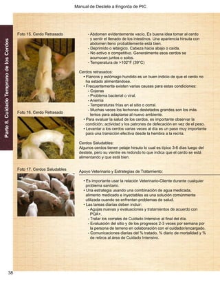 Manual de Destete a Engorda de PIC 
Parte 8. Cuidado Temprano de los Cerdos 
38 
- Abdomen evidentemente vacío. Es buena idea tomar al cerdo 
y sentir el llenado de los intestinos. Una apariencia hirsuta con 
abdomen lleno probablemente está bien. 
- Deprimido o letárgico. Cabeza hacia abajo o caída. 
- No activo o competitivo. Generalmente esos cerdos se 
acurrucan juntos o solos. 
- Temperatura de >102°F (39°C) 
Cerdos retrasados: 
• Flancos y estómago hundido es un buen indicio de que el cerdo no 
ha estado alimentándose. 
• Frecuentemente existen varias causas para estas condiciones: 
- Cojeras 
- Problema bacterial o viral. 
- Anemia 
- Temperaturas frías en el sitio o corral. 
- Muchas veces los lechones destetados grandes son los más 
lentos para adaptarse al nuevo ambiente. 
• Para evaluar la salud de los cerdos, es importante observar la 
condición, actividad y los patrones de defecación en vez de el peso. 
• Levantar a los cerdos varias veces al día es un paso muy importante 
para una transición efectiva desde la hembra a la recría. 
Cerdos Saludables: 
Algunos cerdos tienen pelaje hirsuto lo cual es típico 3-6 días luego del 
destete, pero su vientre es redondo lo que indica que el cerdo se está 
alimentando y que está bien. 
Apoyo Veterinario y Estrategias de Tratamiento: 
• Es importante usar la relación Veterinario-Cliente durante cualquier 
problema sanitario. 
• Una estrategia usando una combinación de agua medicada, 
alimento medicado e inyectables es una solución comúnmente 
utilizada cuando se enfrentan problemas de salud. 
• Las tareas diarias deben incluir: 
- Agujas nuevas y evaluaciones y tratamientos de acuerdo con 
PQA+. 
- Tratar los corrales de Cuidado Intensivo al final del día. 
- Evaluación del sitio y de los progresos 2-3 veces por semana por 
la persona de terreno en colaboración con el cuidador/encargado. 
- Comunicaciones diarias del % tratado, % diario de mortalidad y % 
de retiros al área de Cuidado Intensivo. 
Foto 15. Cerdo Retrasado 
Foto 16. Cerdo Retrasado 
Foto 17. Cerdos Saludables 
 